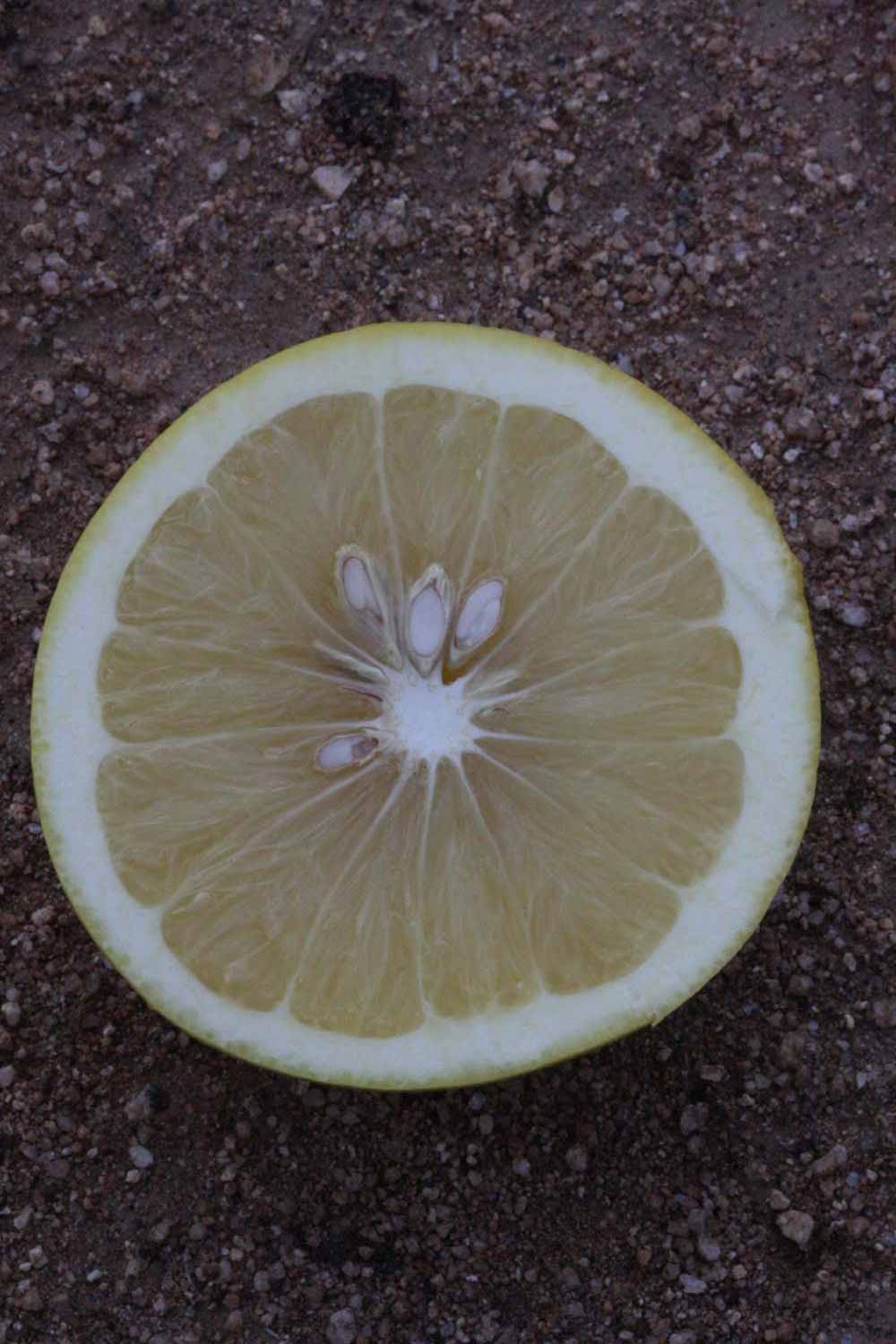              Fruit cross-section (Riverside, CA)       